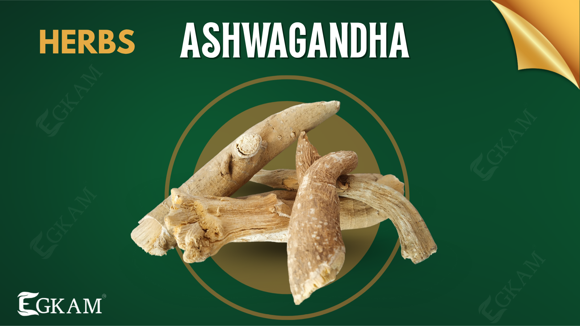 ASHWAGANDHA (OR) AMUKALA [BIG]