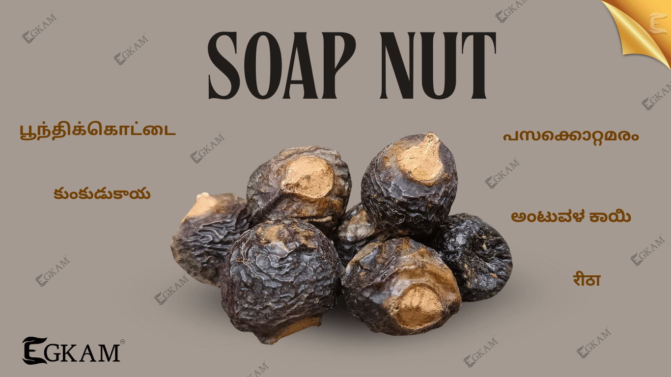 SOAP NUT (or) POONTHIKOTTAI [BIG]