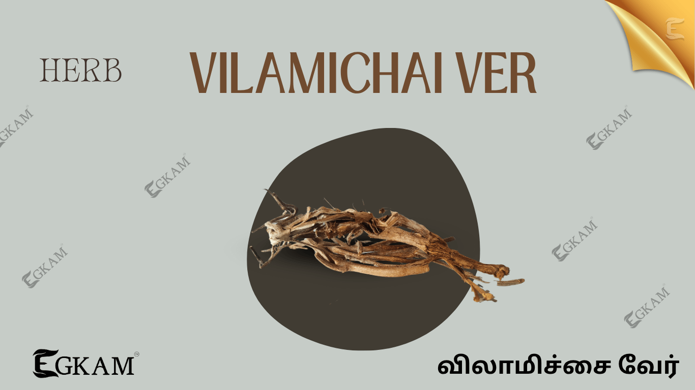 VILAMUDICHI VER (or) ROOT