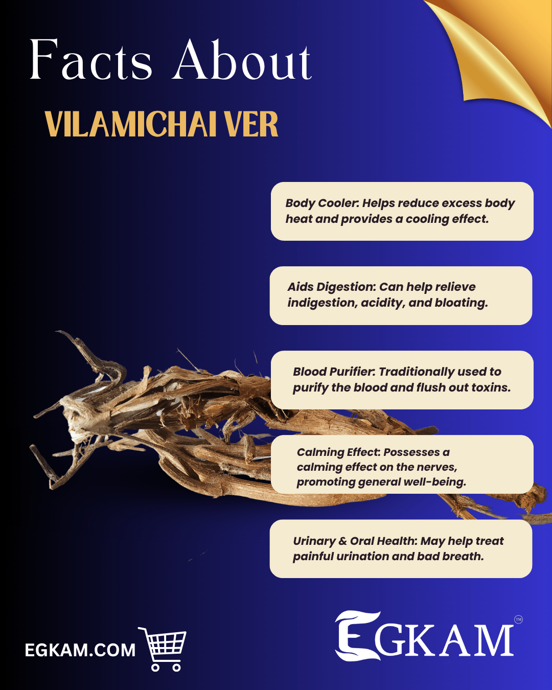 VILAMUDICHI VER (or) ROOT - Image 3